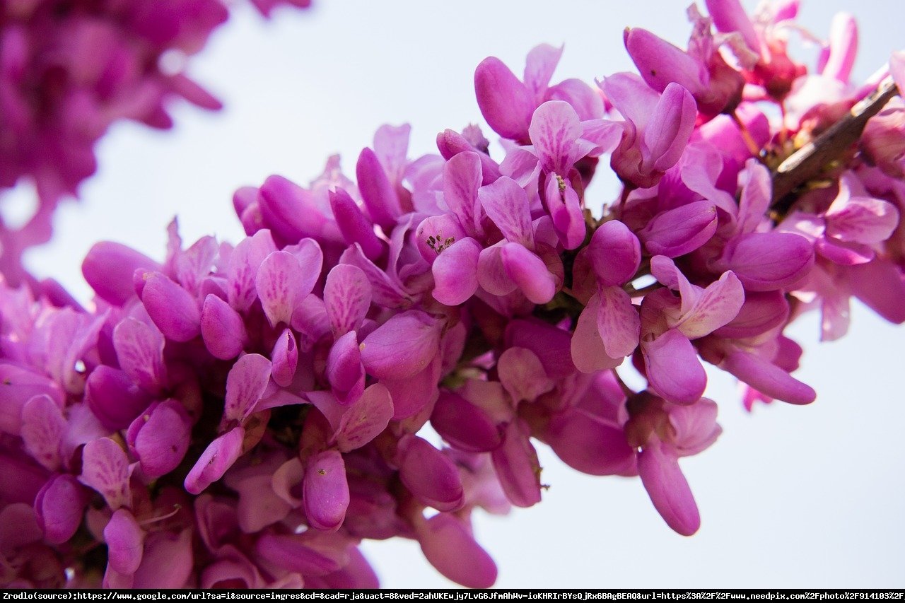 Judaszowiec chiński Avondale - KOLUMNOWY POKRÓJ - Cercis chinensis  Avondale