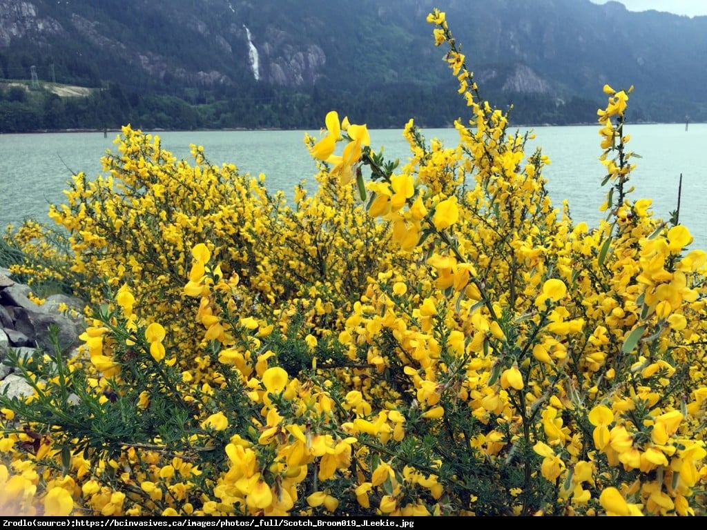 Żarnowiec miotlasty  Vanesse  - Cytisus scoparius  Vanesse 