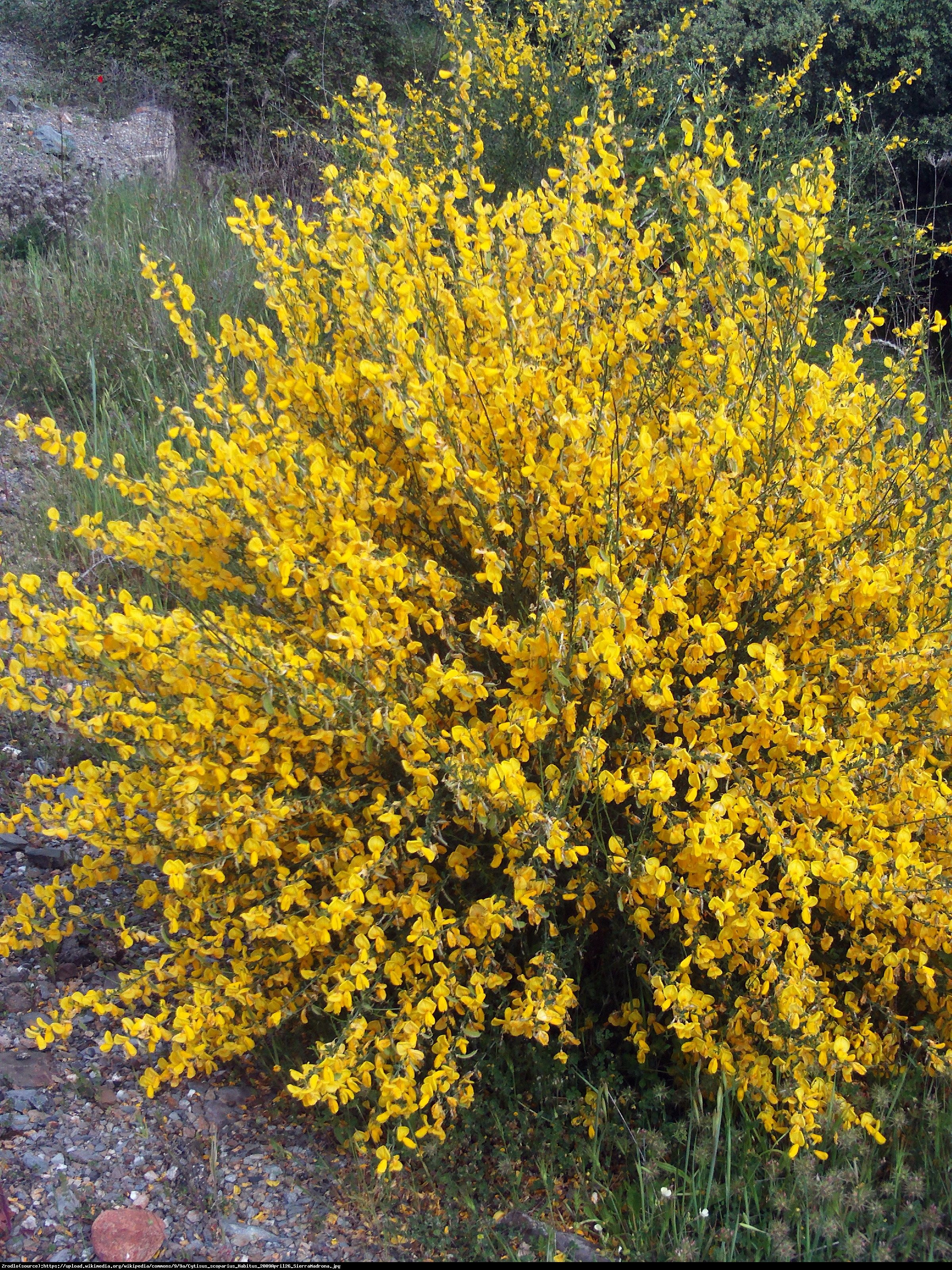 Żarnowiec miotlasty  Vanesse  - Cytisus scoparius  Vanesse 