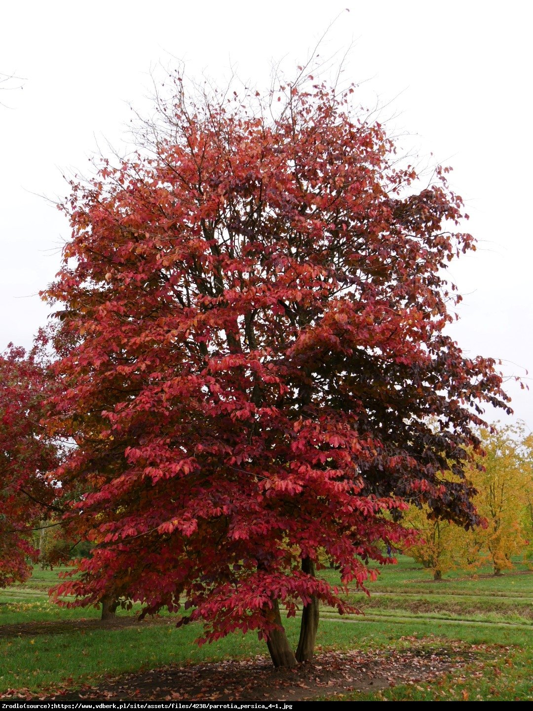 parrocja perska - Parrotia persica