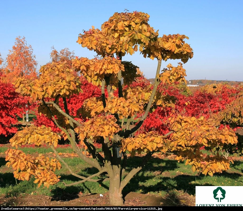 parrocja perska - Parrotia persica