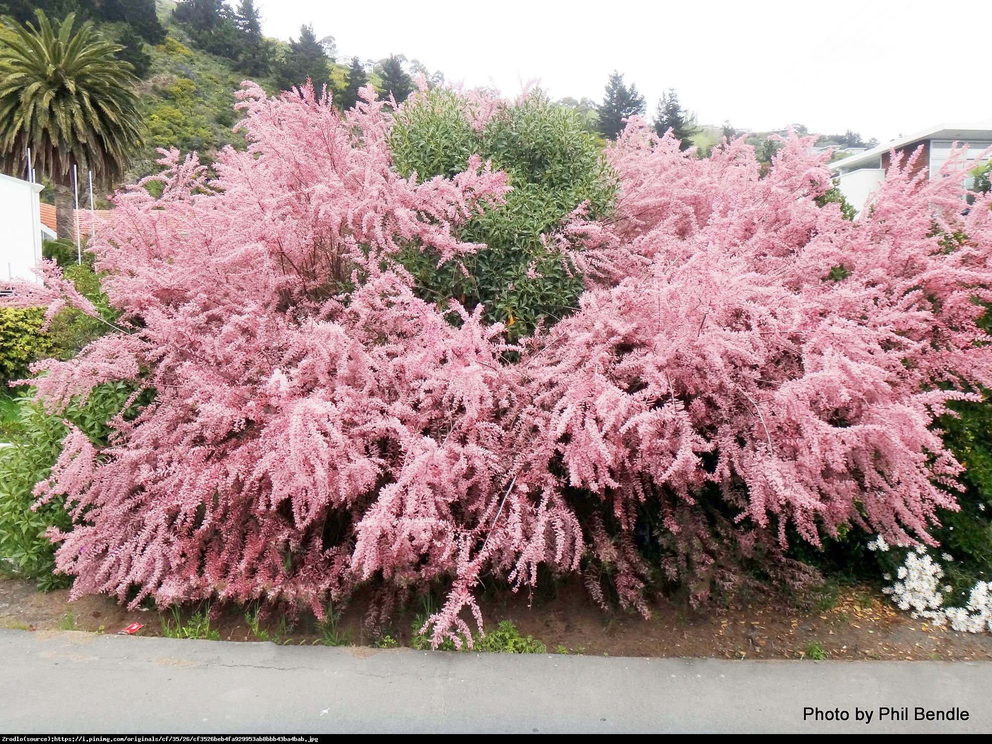 tamaryszek pięciopręcikowy  Rubra  - Tamarix ramosissima  Rubra 