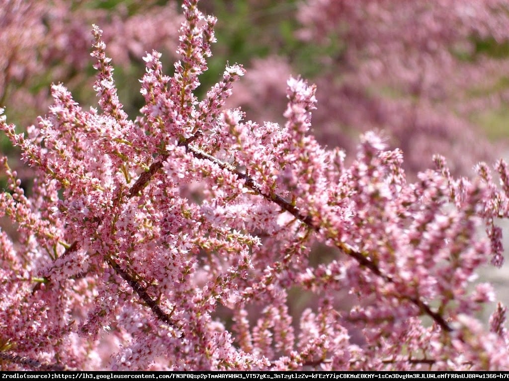 tamaryszek pięciopręcikowy  Rubra  - Tamarix ramosissima  Rubra 