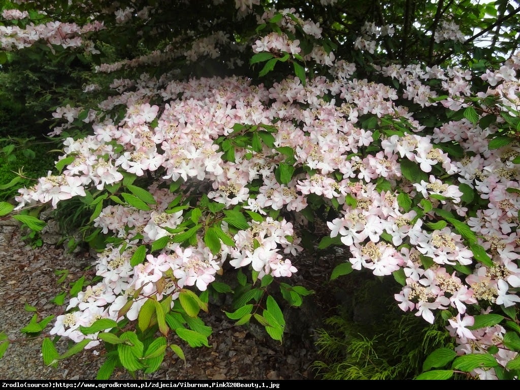 Kalina japońska  Pink Beauty  - różowa piękność!!! - Viburnum plicatum  Pink Beauty