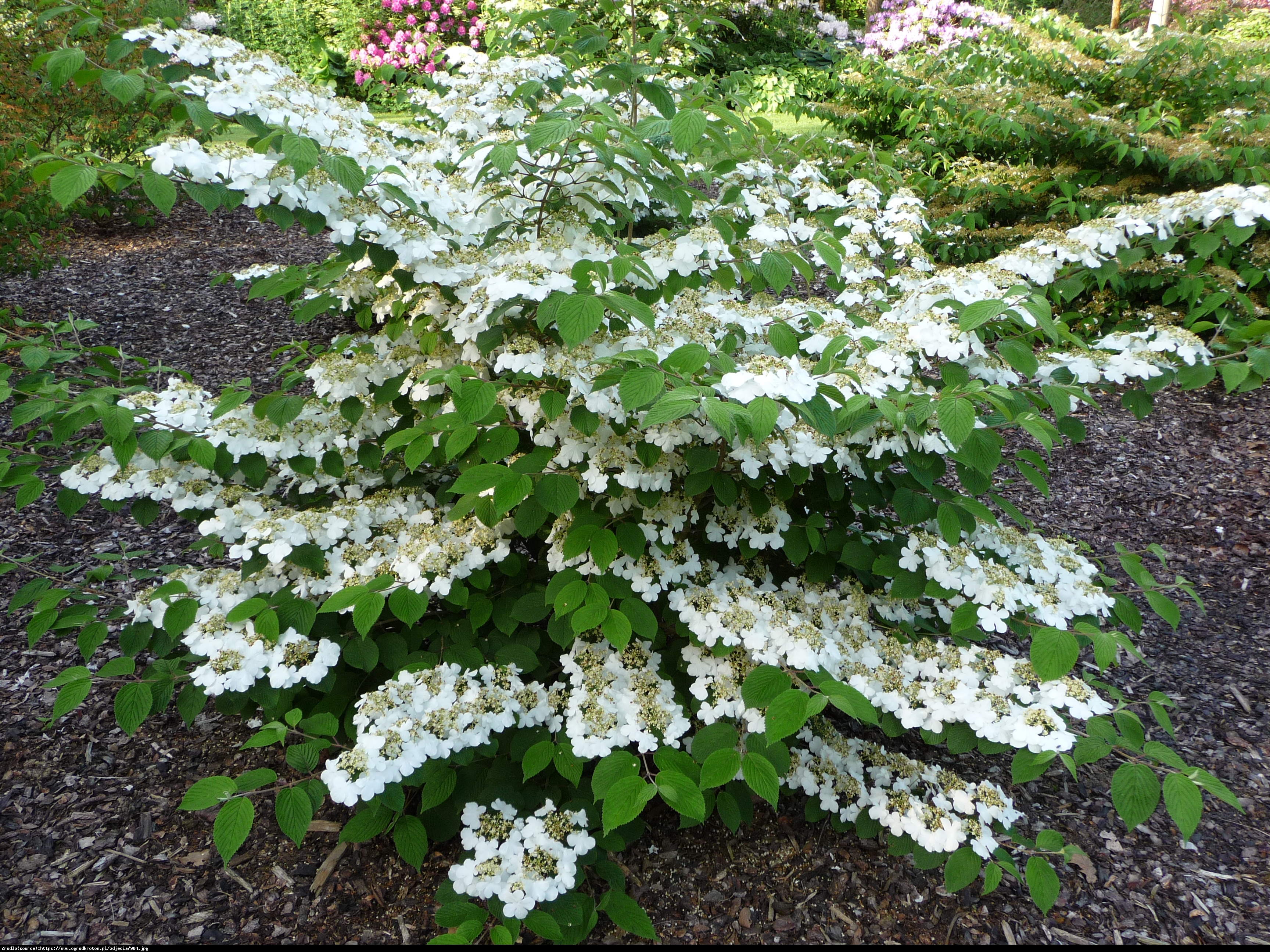 Kalina japońska  Watanabe  - Viburnum plicatum  Watanabe 