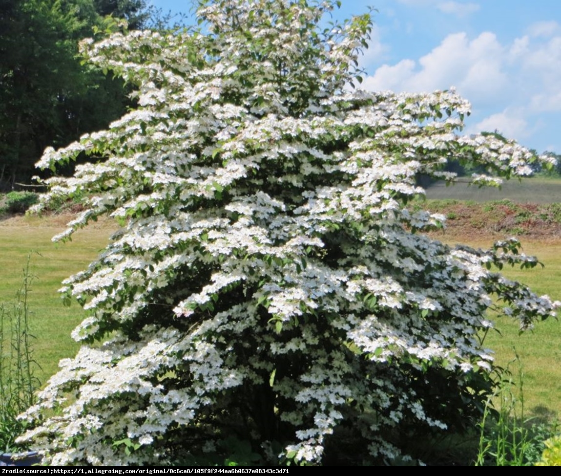 Kalina japońska  Watanabe  - Viburnum plicatum  Watanabe 