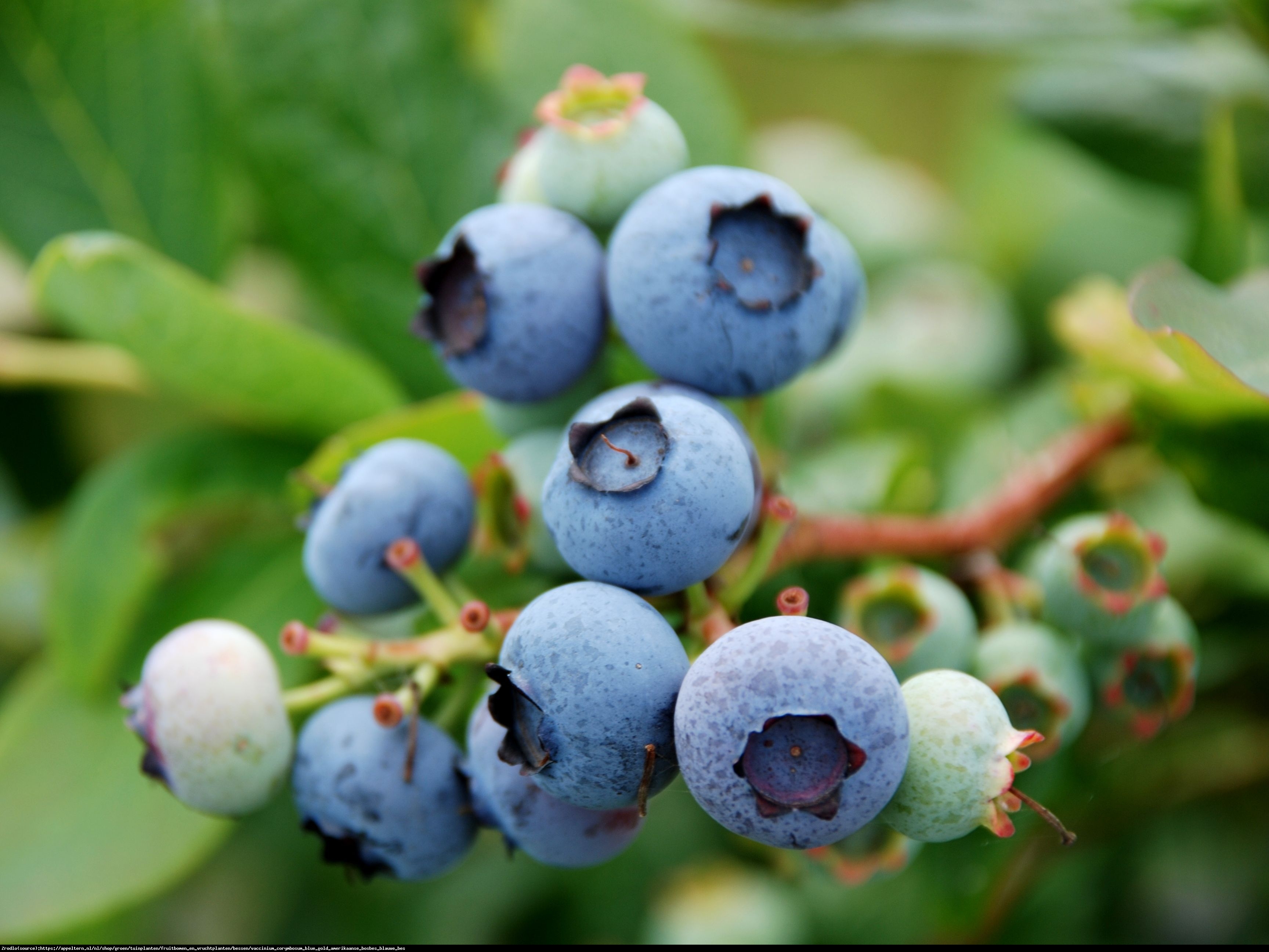 Borówka amerykańska Bluegold 2 letnia - Vaccinium corymbosum Bluegold