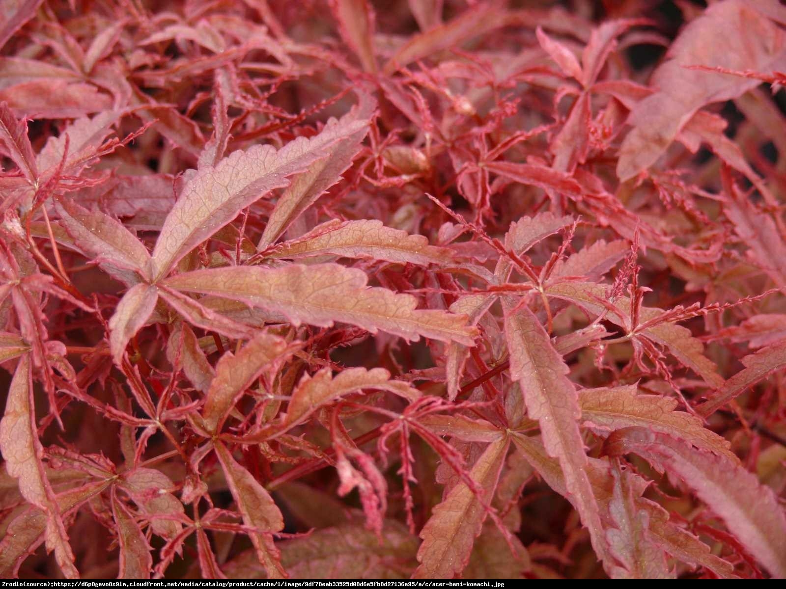 Klon Palmowy  Beni-Maiko  - Acer palmatum  BENI-MAIKO 