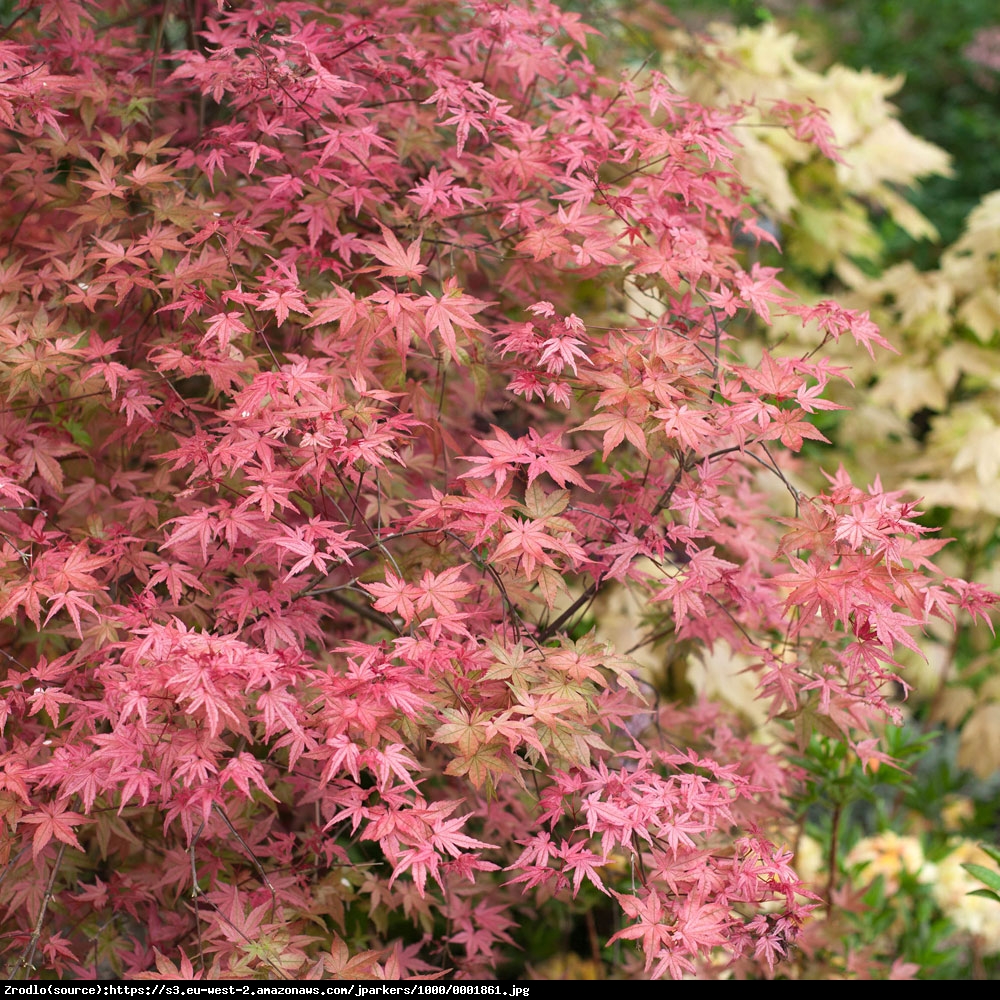 Klon Palmowy  Beni-Maiko  - Acer palmatum  BENI-MAIKO 