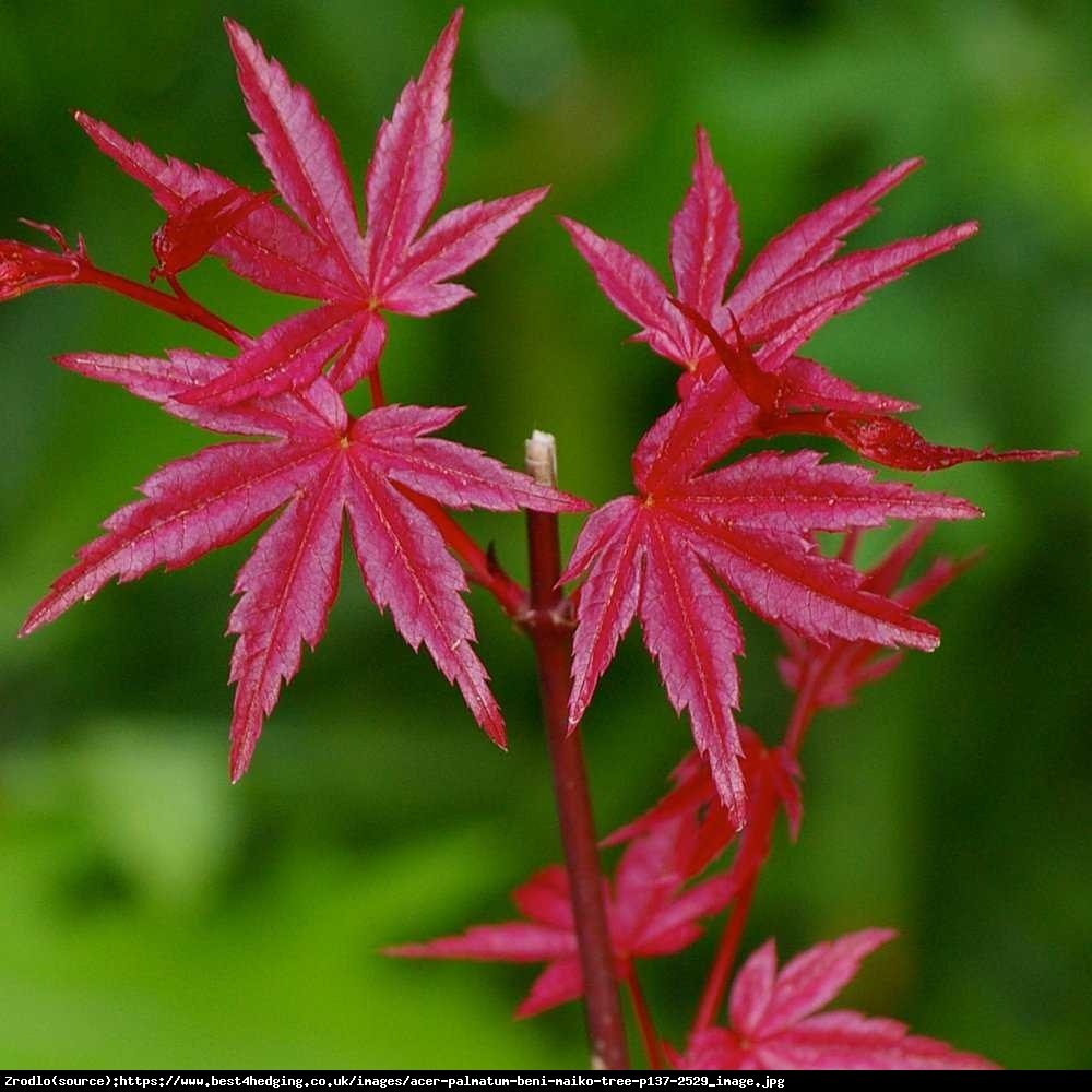 Klon Palmowy  Beni-Maiko  - Acer palmatum  BENI-MAIKO 