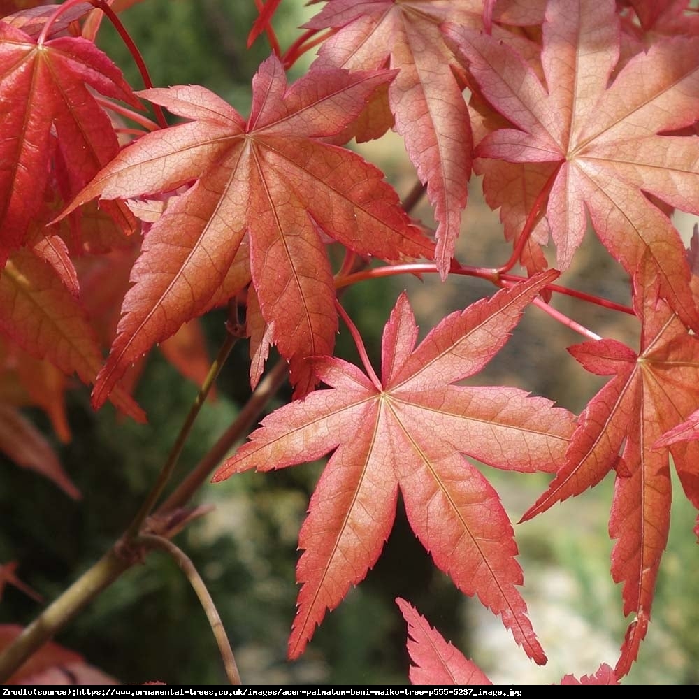 Klon Palmowy  Beni-Maiko  - Acer palmatum  BENI-MAIKO 