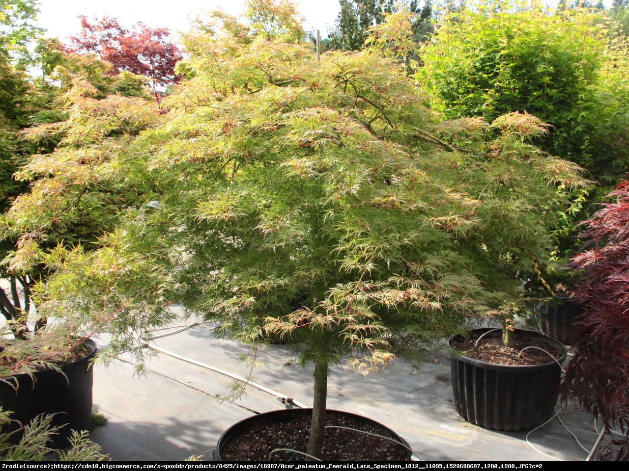 Klon palmowy Emerald Lace - Acer palmatum Emerald Lace