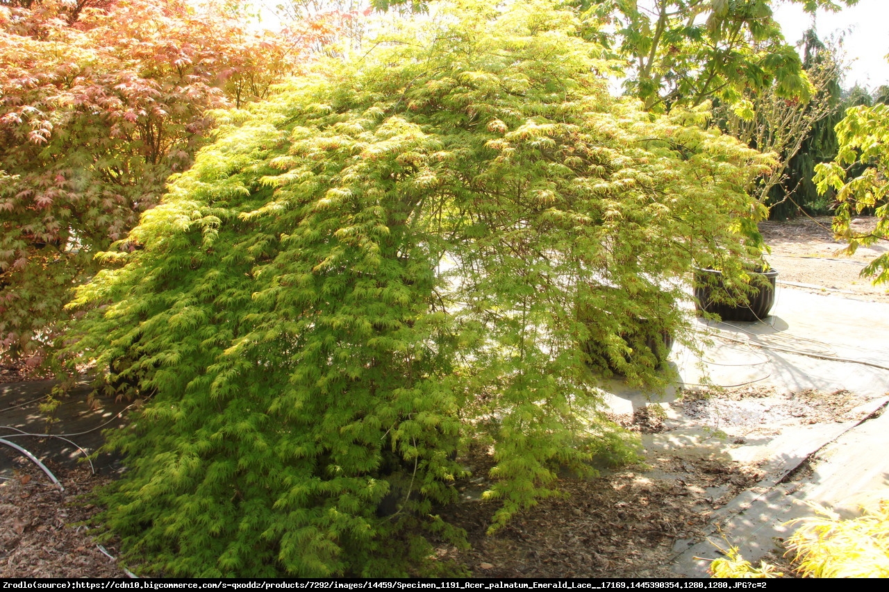 Klon palmowy Emerald Lace - Acer palmatum Emerald Lace