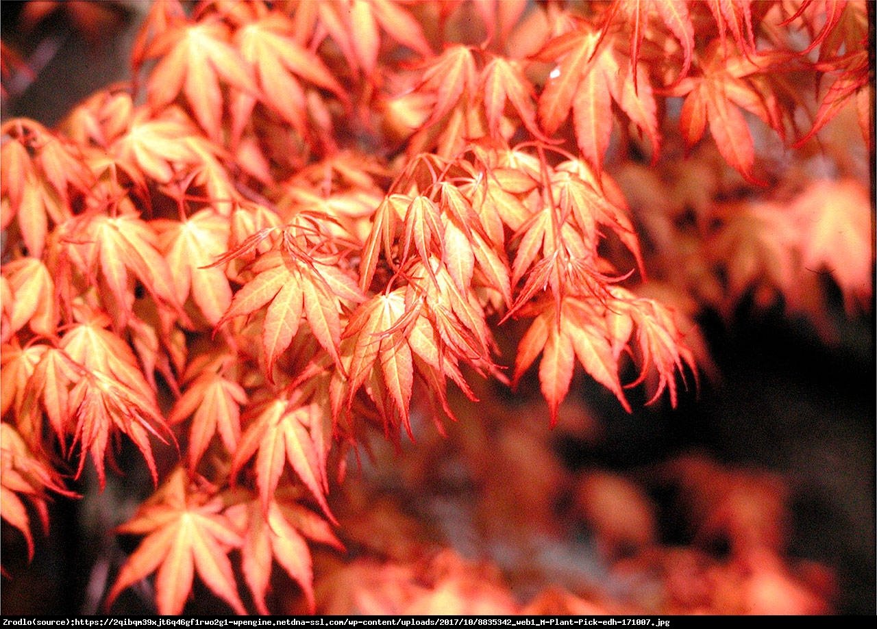 klon palmowy  Katsura  - Acer palmatum  Katsura 