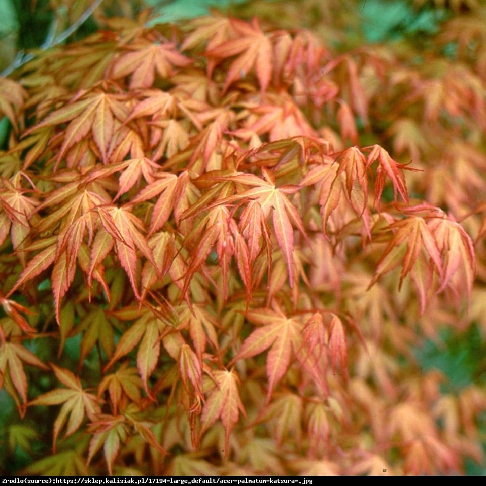 klon palmowy  Katsura  - Acer palmatum  Katsura 