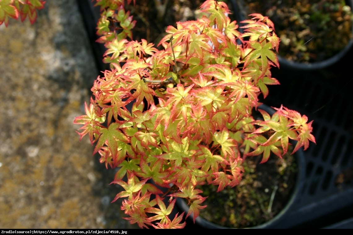 Klon palmowy  Little Princess  - Acer palmatum  Little Princess 