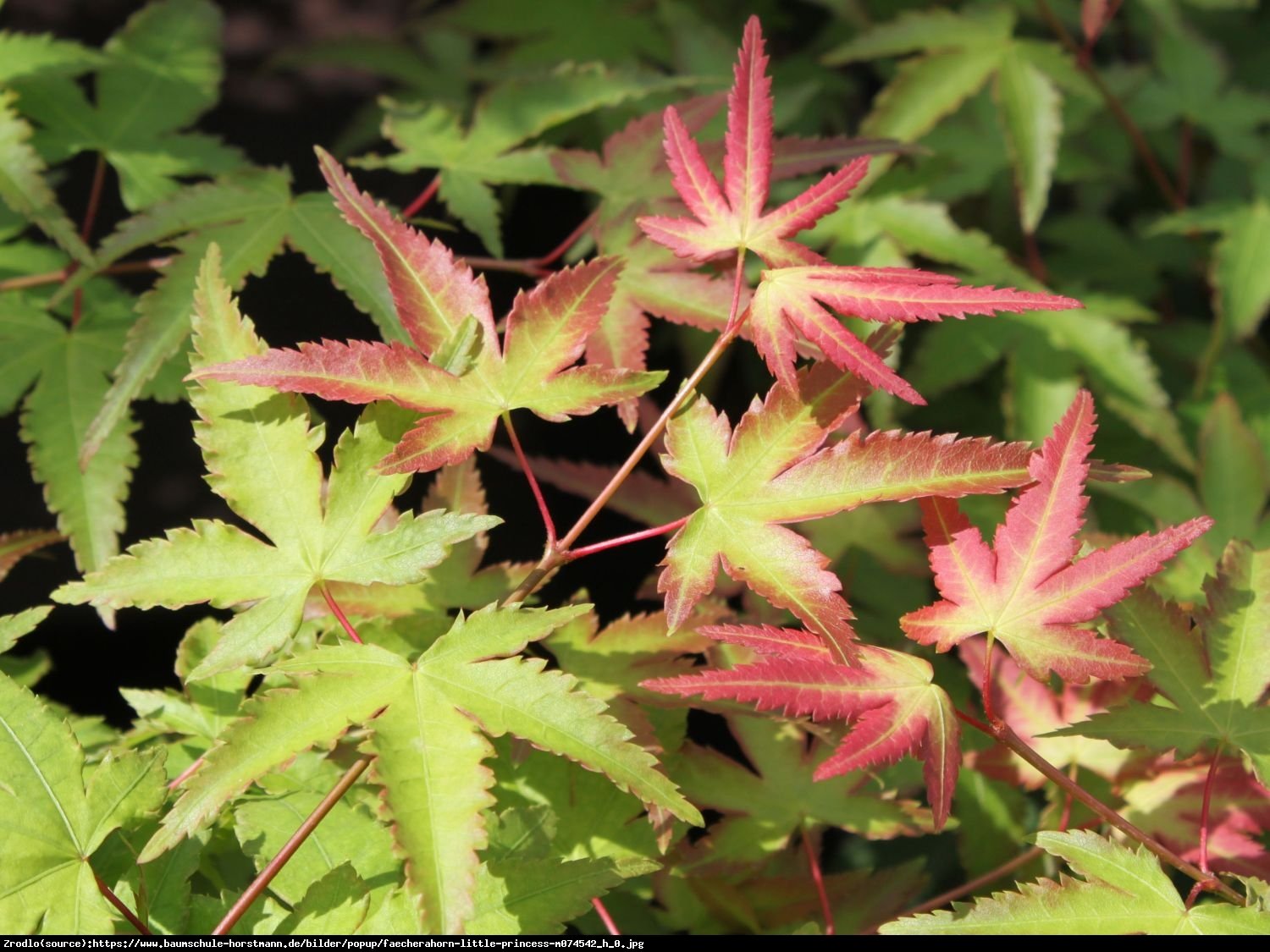 Klon palmowy  Little Princess  - Acer palmatum  Little Princess 