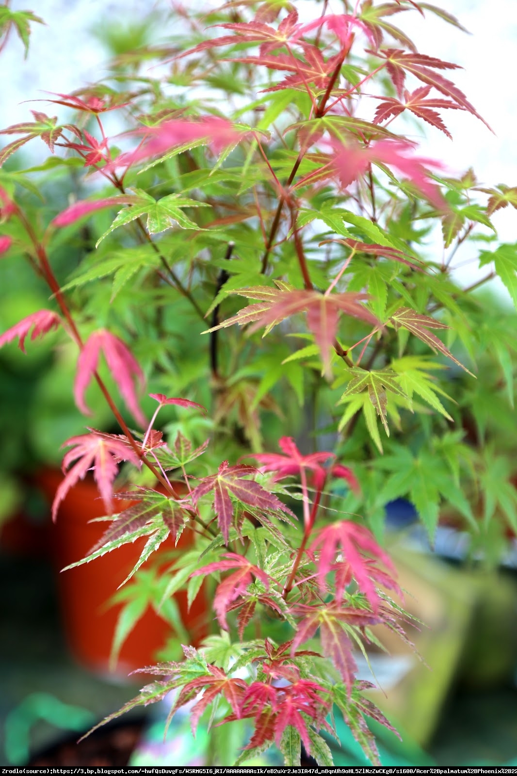 klon palmowy Phoenix - Acer palmatum Phoenix