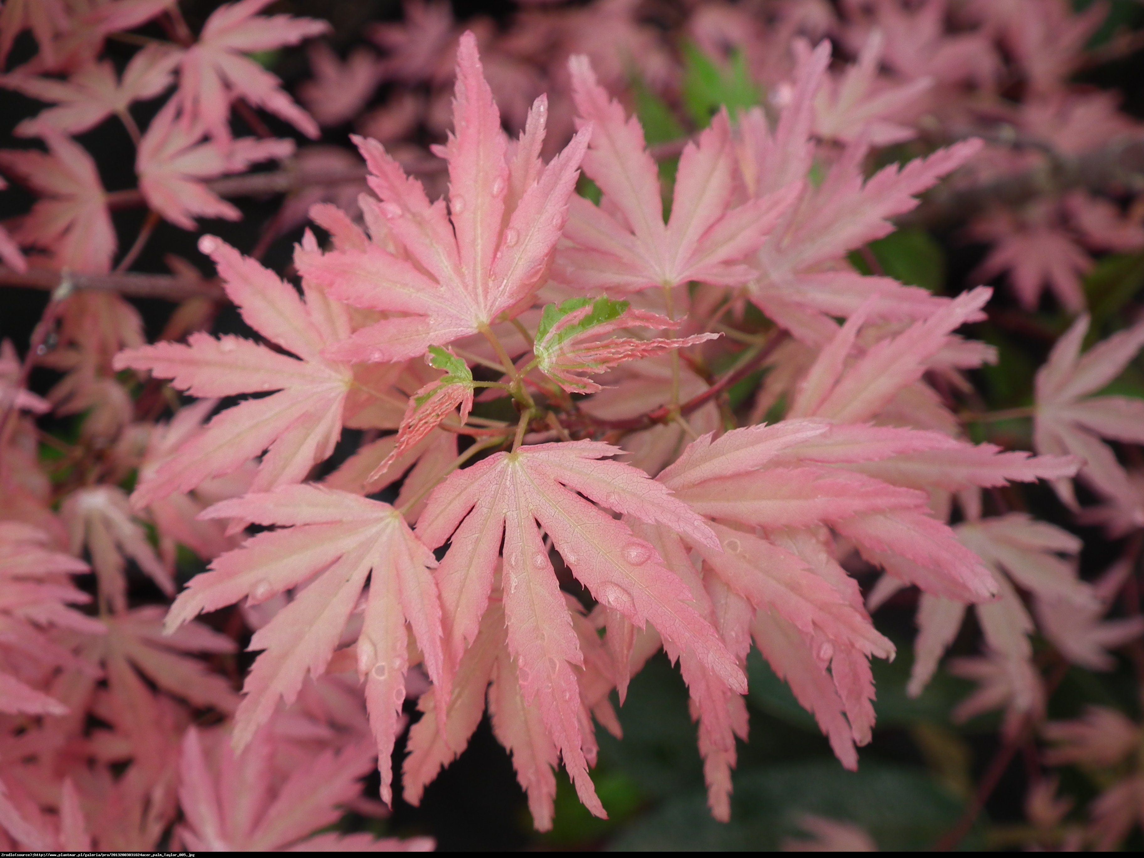 Klon palmowy Taylor - Acer palmatum Taylor