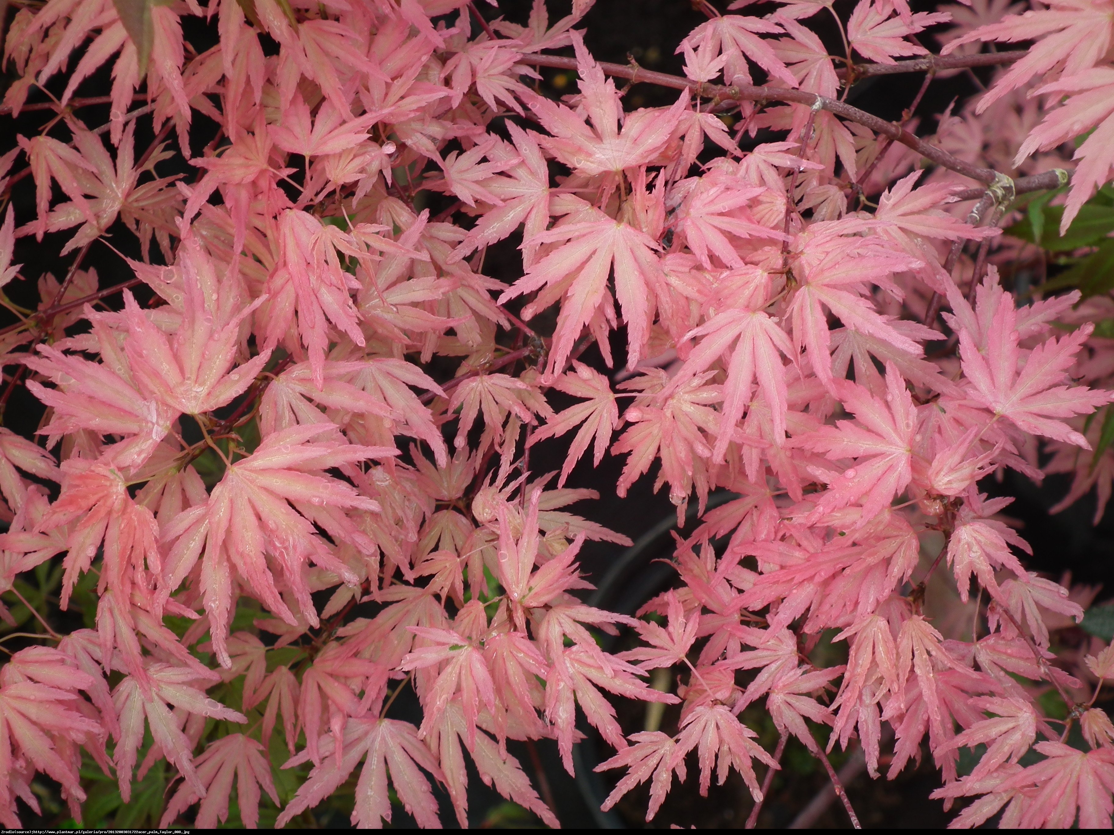 Klon palmowy Taylor - Acer palmatum Taylor