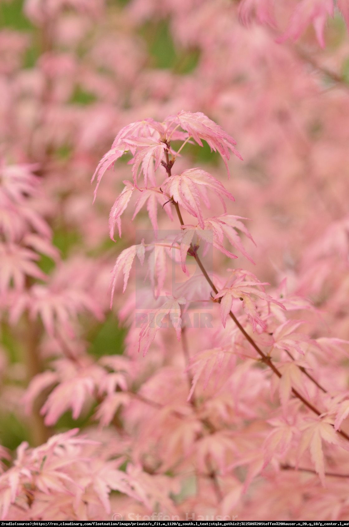 Klon palmowy Taylor - Acer palmatum Taylor