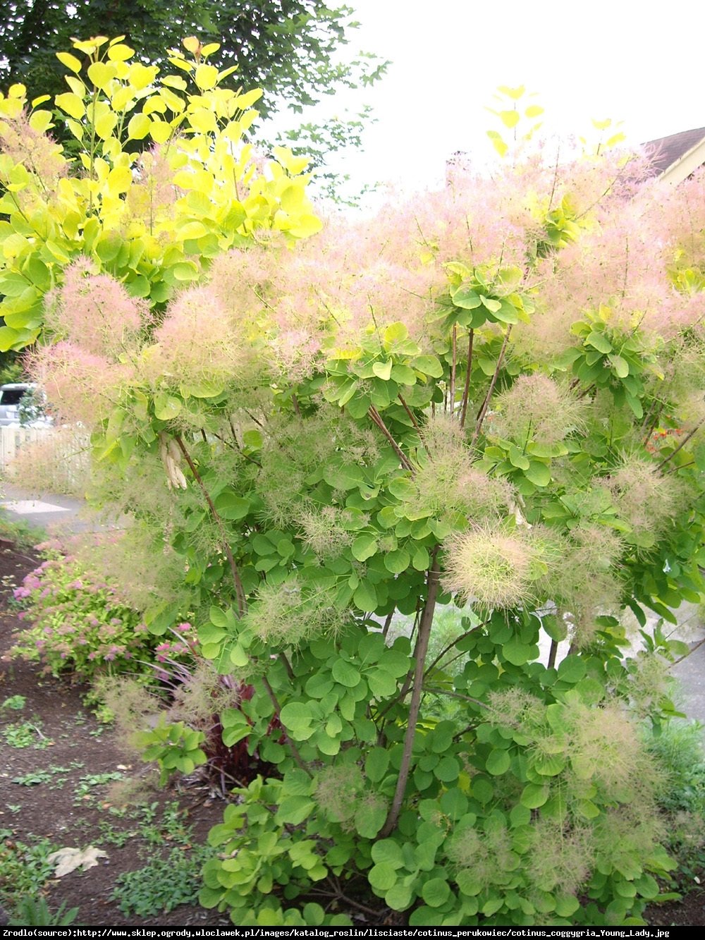 perukowiec podolski  Young Lady  - Cotinus coggygria  Young Lady 