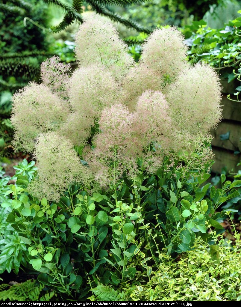 perukowiec podolski  Young Lady  - Cotinus coggygria  Young Lady 