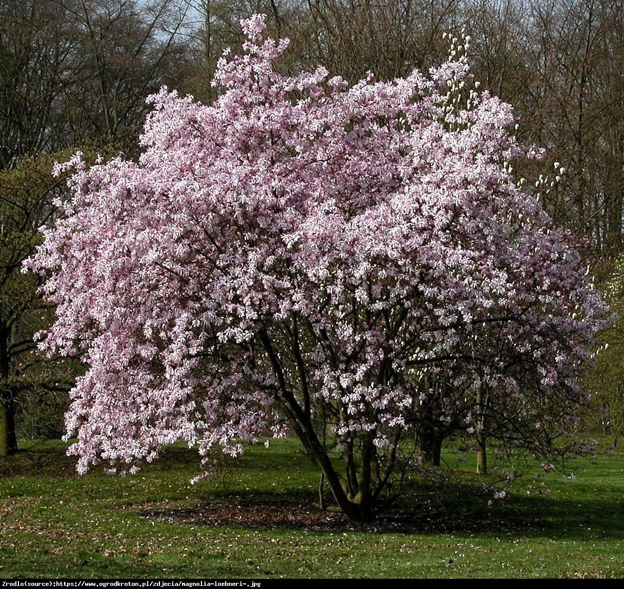 magnolia Loebnera  Leonard Messel  - Magnolia loebneri  Leonard Messel 