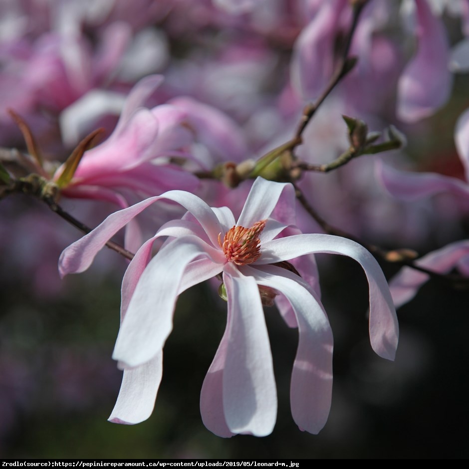 magnolia Loebnera  Leonard Messel  - Magnolia loebneri  Leonard Messel 