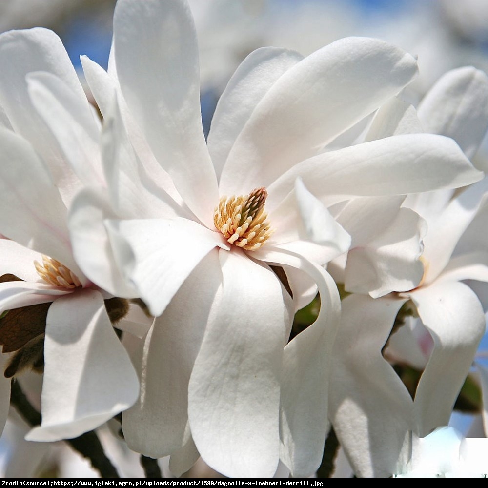 magnolia Loebnera Merrill  - Magnolia x loebneri  Merrill 