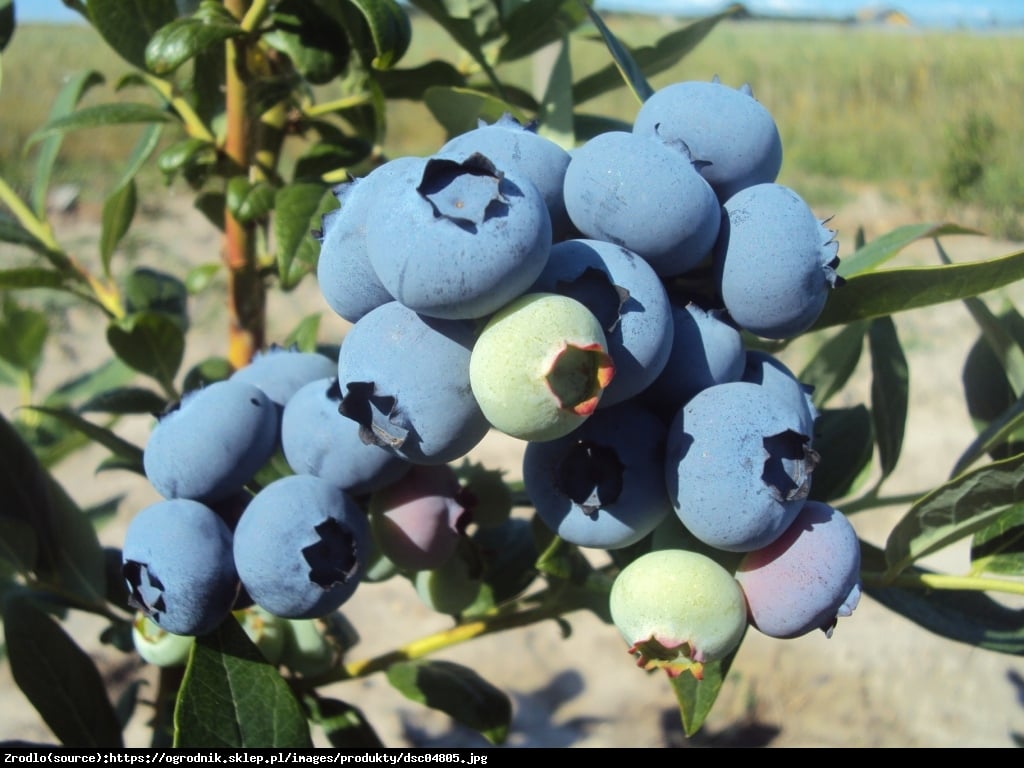 Borówka amerykańska Herbert 2 letnia - Vaccinium corymbosum