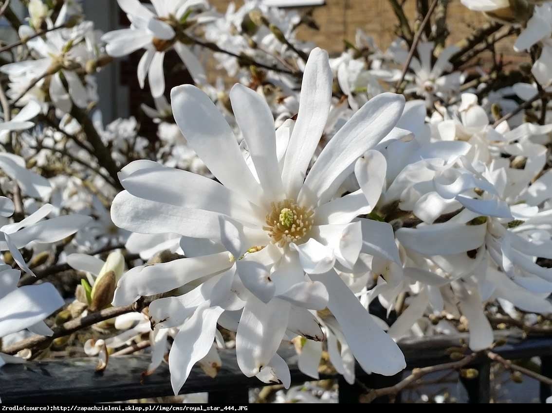 magnolia gwiaździsta  Royal Star  - Magnolia stellata  Royal Star 