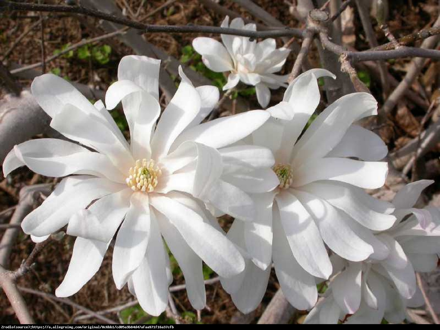 magnolia gwiaździsta  Royal Star  - Magnolia stellata  Royal Star 