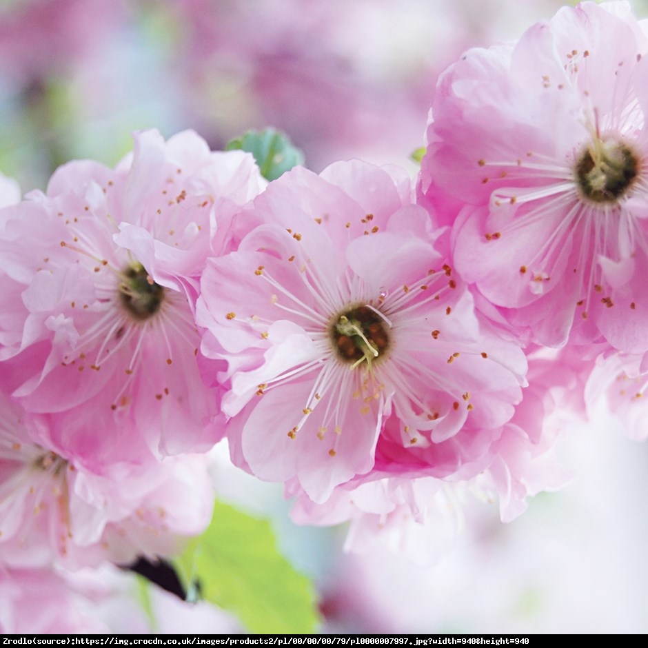 migdałek trójklapowy  Rosenmund - Prunus triloba  Rosenmund 