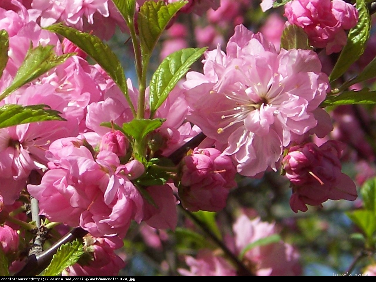 migdałek trójklapowy  Rosenmund - Prunus triloba  Rosenmund 