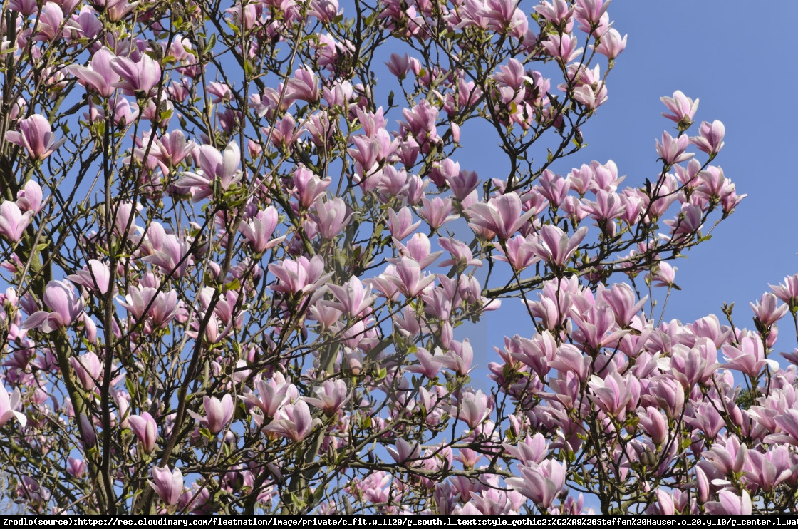 magnolia  Heaven Scent  - Magnolia  Heaven Scent 