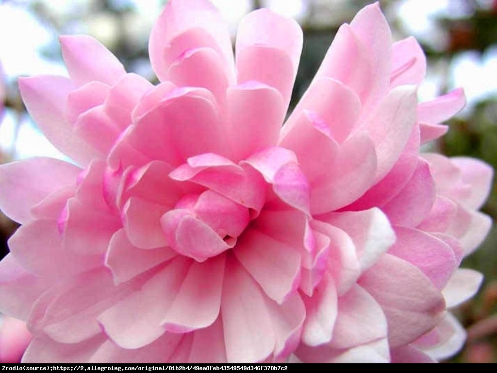magnolia gwiaździsta  Rosea  - Magnolia stellata  Rosea 