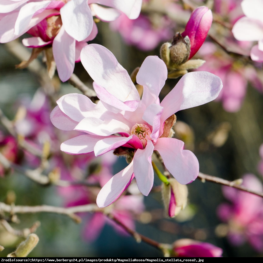 magnolia gwiaździsta  Rosea  - Magnolia stellata  Rosea 