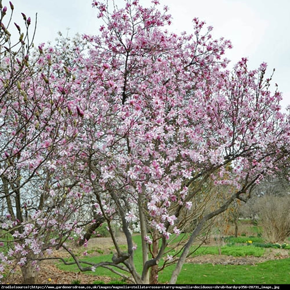 magnolia gwiaździsta  Rosea  - Magnolia stellata  Rosea 