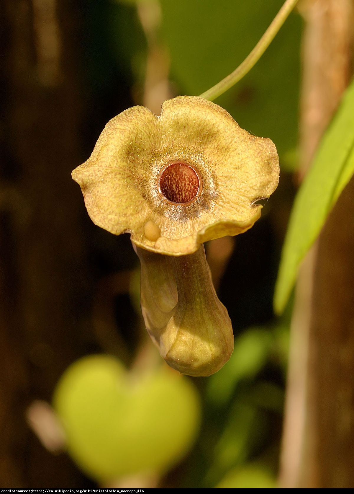 kokornak wielkolistny - Aristolochia macrophylla