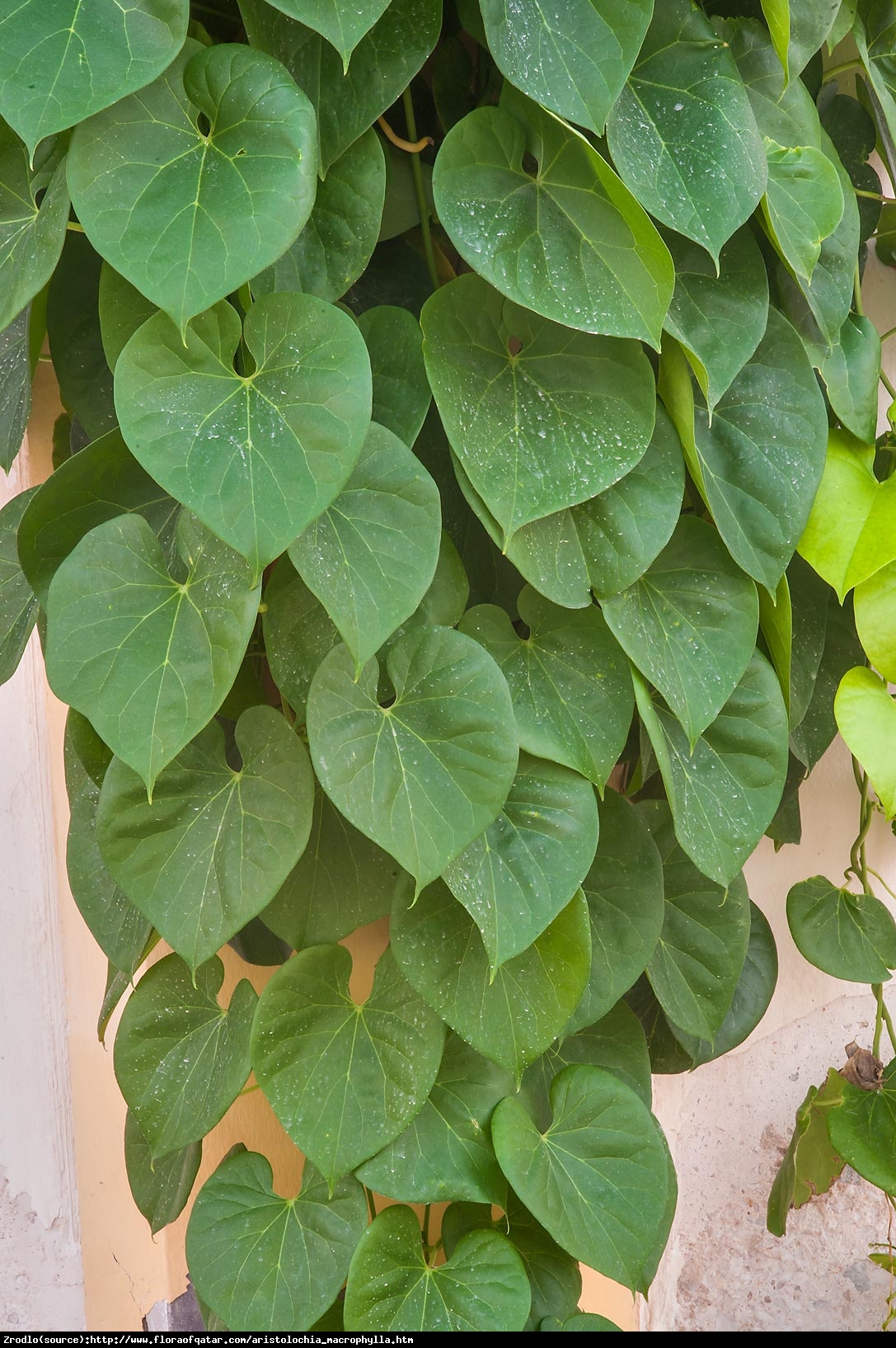 kokornak wielkolistny - Aristolochia macrophylla