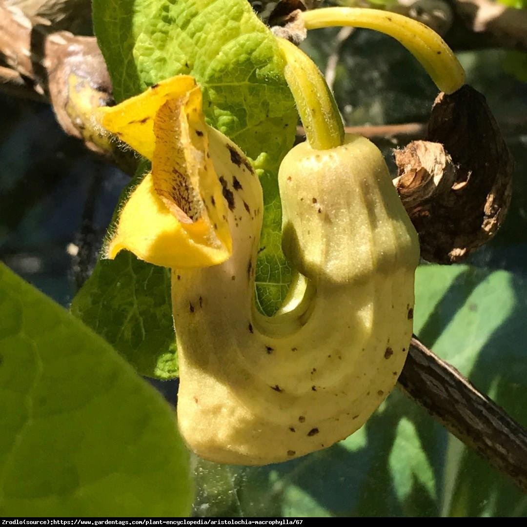 kokornak wielkolistny - Aristolochia macrophylla