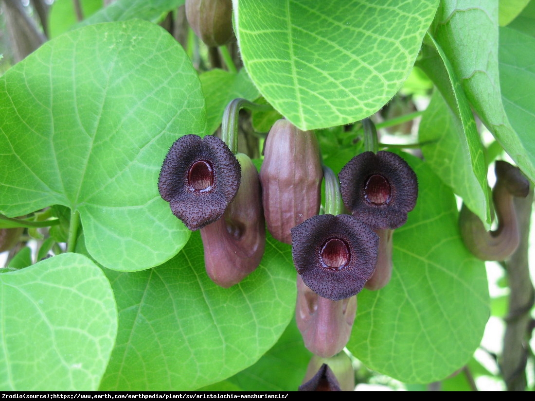 kokornak mandżurski - Aristolochia manshuriensis