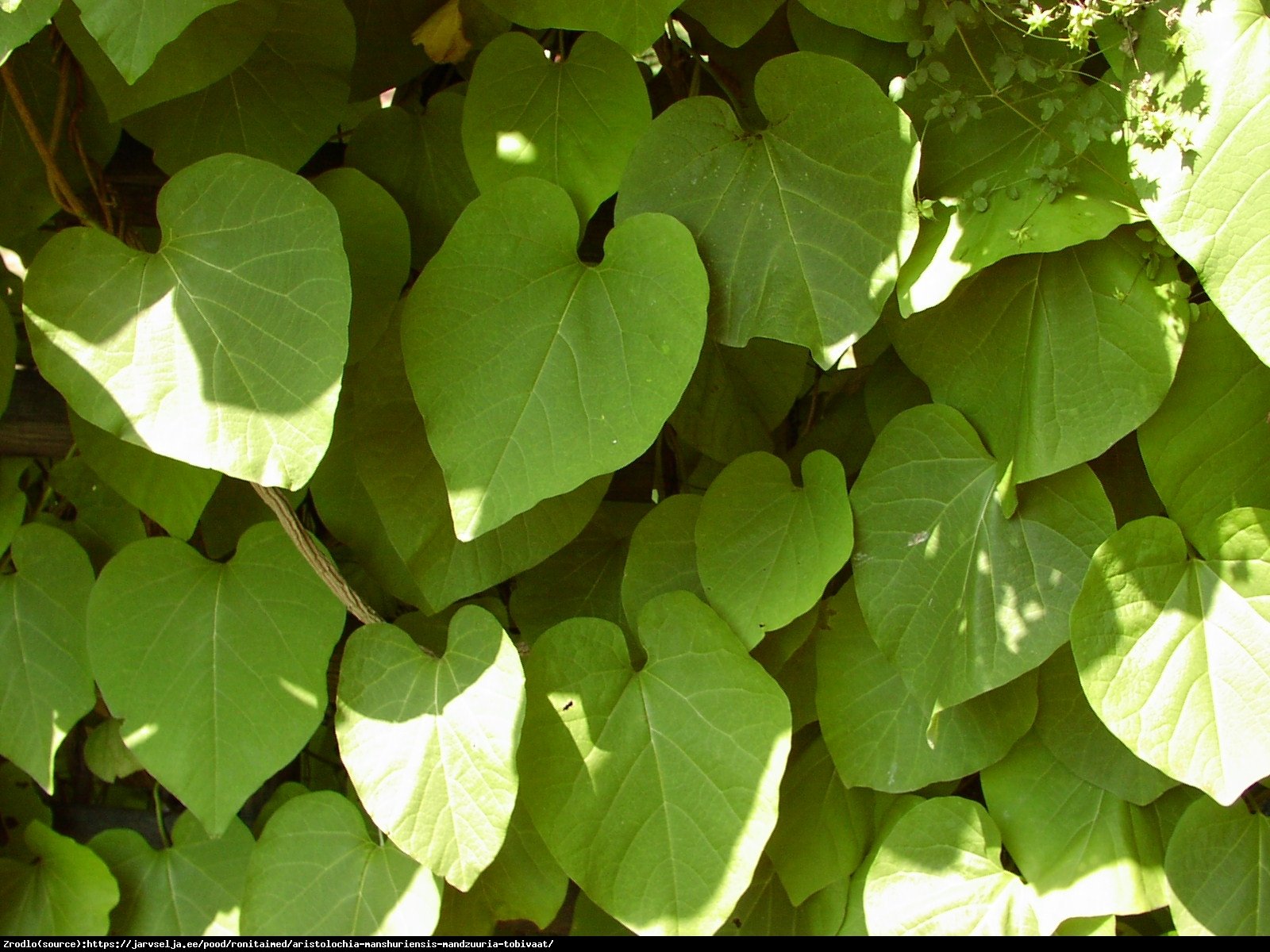 kokornak mandżurski - Aristolochia manshuriensis