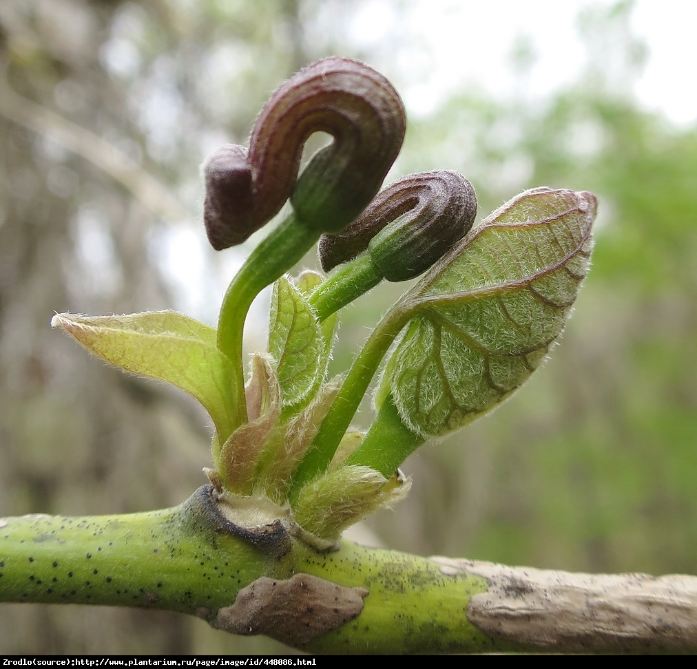 kokornak mandżurski - Aristolochia manshuriensis