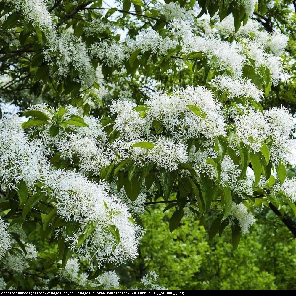 Śniegowiec chiński - Chionanthus retusus