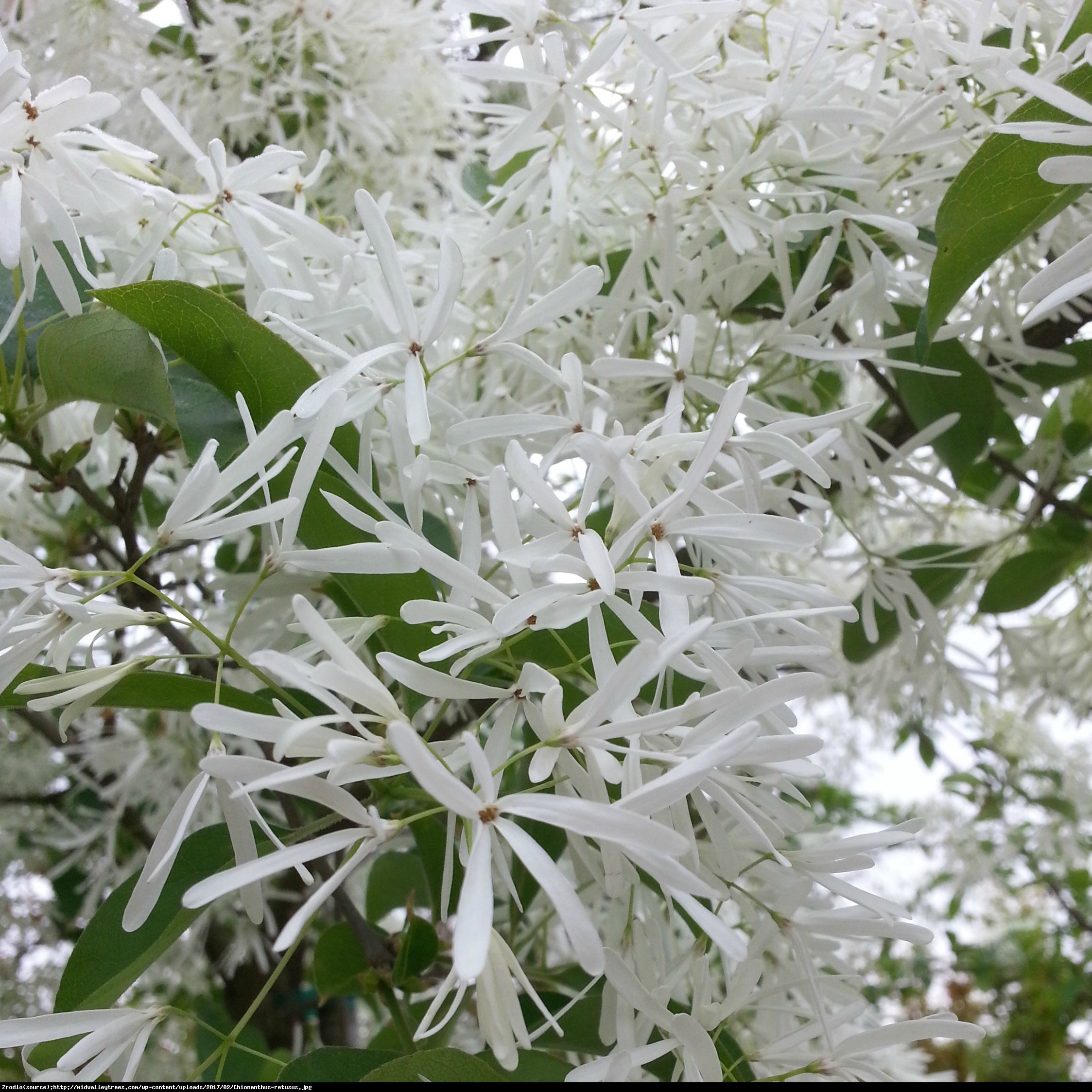 Śniegowiec chiński - Chionanthus retusus