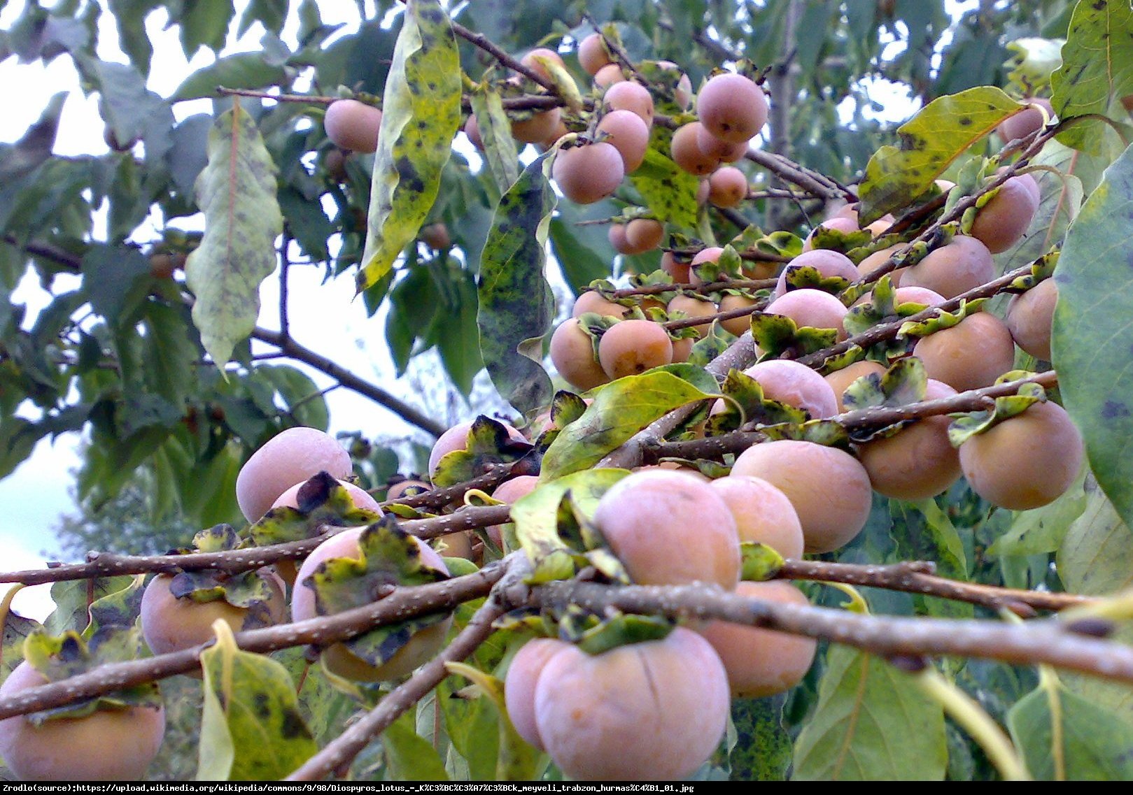 Hurma kaukaska - Diospyros lotus