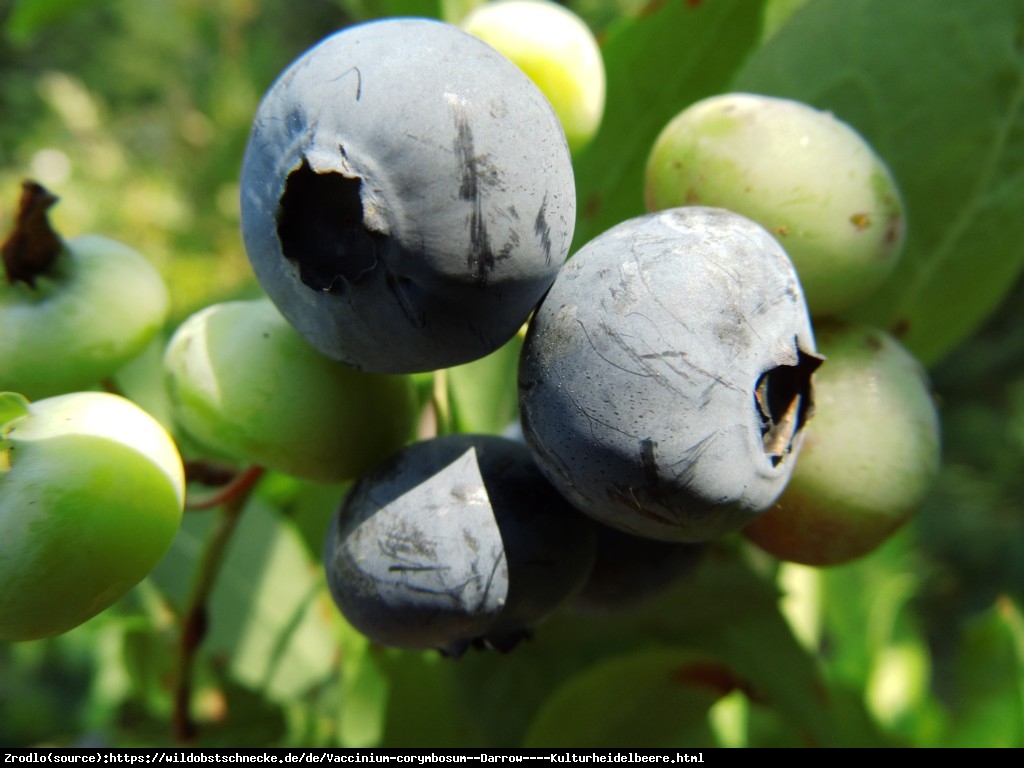 Borówka amerykańska Darrow  2 letnia - Vaccinium corymbosum  Darrow 