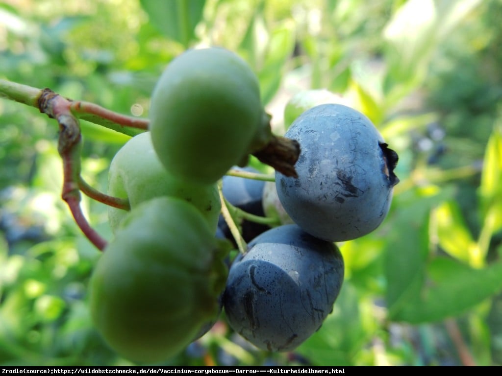 Borówka amerykańska Darrow  2 letnia - Vaccinium corymbosum  Darrow 